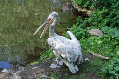 Kuş mavi göl suyuna iniyor. Kuş uçuşu. Dalmaçyalı pelikan, Pelecanus crispus, göle iniyor. Kanatları açık pelikan. Avrupa doğasından vahşi yaşam sahnesi.