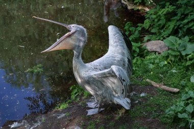 Kuş mavi göl suyuna iniyor. Kuş uçuşu. Dalmaçyalı pelikan, Pelecanus crispus, göle iniyor. Kanatları açık pelikan. Avrupa doğasından vahşi yaşam sahnesi.