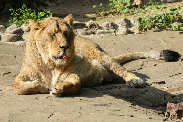 Une Belle Lionne Sauvage Trouve Sous Ombre Des Arbres Gros — Photo