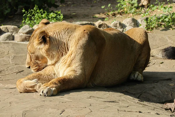 Une Belle Lionne Sauvage Trouve Sous Ombre Des Arbres Gros — Photo