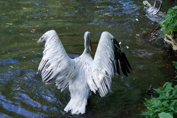 Aterragem Pássaros Para Água Lago Azul Pássaro Voa Pelicano Dálmata — Fotografia de Stock
