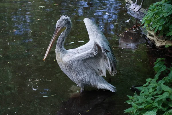 Kuş mavi göl suyuna iniyor. Kuş uçuşu. Dalmaçyalı pelikan, Pelecanus crispus, göle iniyor. Kanatları açık pelikan. Avrupa doğasından vahşi yaşam sahnesi.