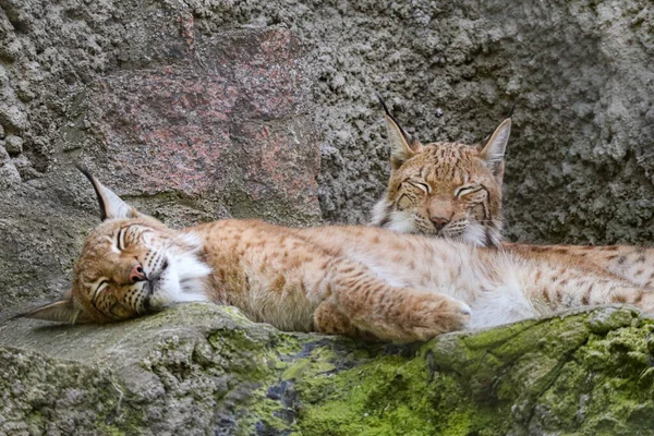 Dvojice Euroasijských Rysů Lynx Lynx Sedících Skále Přírodě Zvíře Kořisti — Stock fotografie