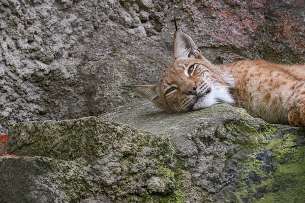 Jeden Euroasijských Rysů Leží Skále Přírodě Zvíře Kořisti Divoká Kočka — Stock fotografie