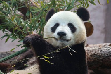 Bir panda büyük bir bambu sapını yer.. 