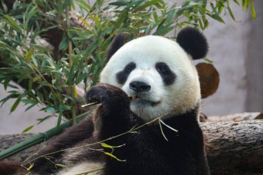 Bir panda büyük bir bambu sapını yer.. 