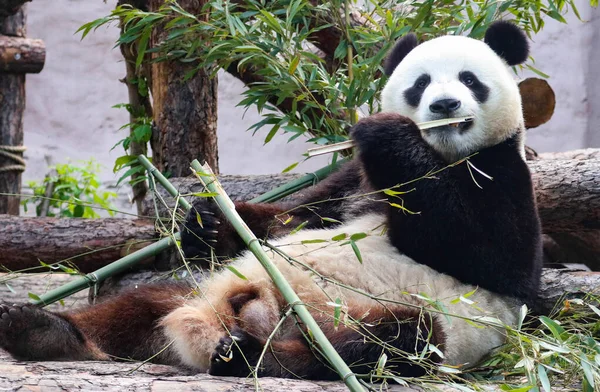 Bir panda büyük bir bambu sapını yer.. 