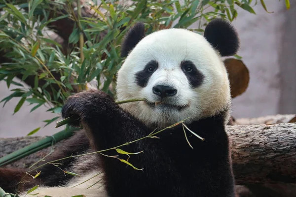 Panda Äter Stor Bambustjälk — Stockfoto