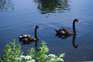 Gölde uzun boyunlu bir çift siyah kuğu yüzüyor.