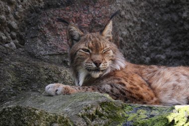 Güzel, vahşi bir vaşak bir taşın üzerinde uzanıyor ve uzaklığa bakıyor. Zarif büyük kedi..
