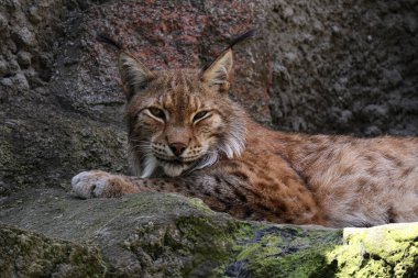 Güzel, vahşi bir vaşak bir taşın üzerinde uzanıyor ve uzaklığa bakıyor. Zarif büyük kedi..