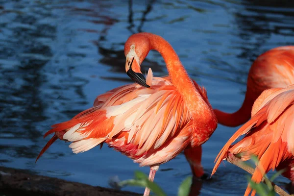 Flamant Rose Tient Près Eau Gros Plan — Photo