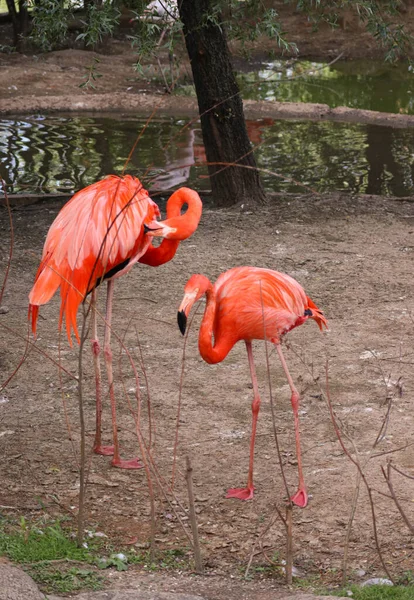 Ein Rosa Flamingo Steht Der Nähe Des Wassers Nahaufnahme — Stockfoto