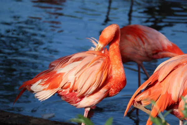 Flamant Rose Tient Près Eau Gros Plan — Photo