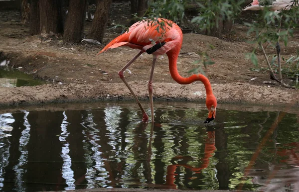 Flamingo Rosa Fica Perto Água Close — Fotografia de Stock