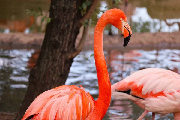 Flamant Rose Tient Près Eau Gros Plan — Photo