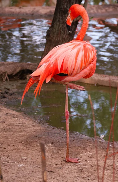 Flamant Rose Tient Près Eau Gros Plan — Photo