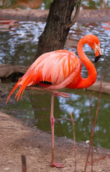 Flamant Rose Tient Près Eau Gros Plan — Photo