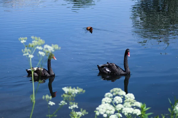 一对脖子很长的黑天鹅在湖中游泳 — 图库照片