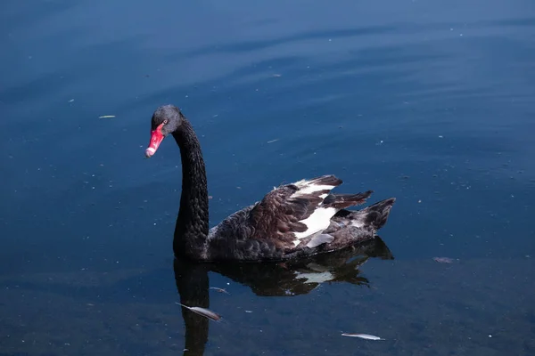 Schöner Schwarzer Schwan Mit Langem Hals Schwimmt See — Stockfoto