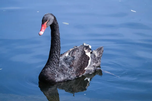 Beau Cygne Noir Avec Long Cou Nage Dans Lac — Photo