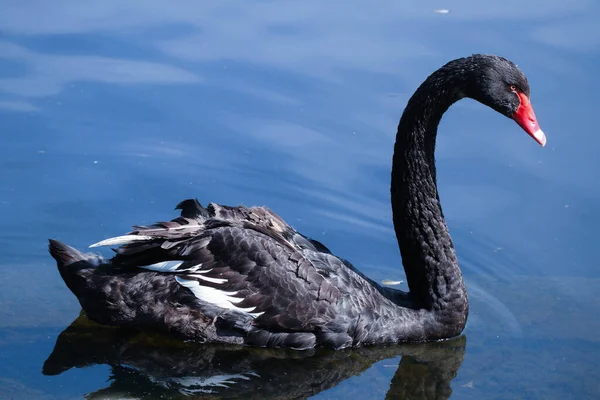 Красивий Чорний Лебідь Довгою Шиєю Плаває Озері — стокове фото