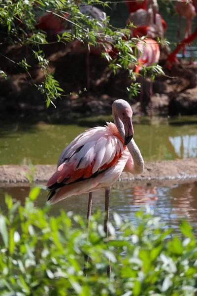 Bij Het Water Staat Een Roze Flamingo Close — Stockfoto