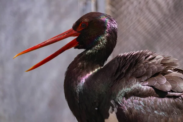 Gros Plan Tête Cigogne Avec Long Bec Rouge Photographie Macro — Photo