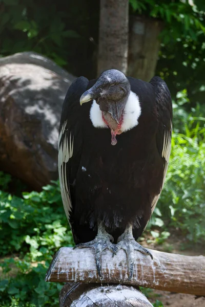 Portrait Condor Andin Vuitur Gryphus — Photo