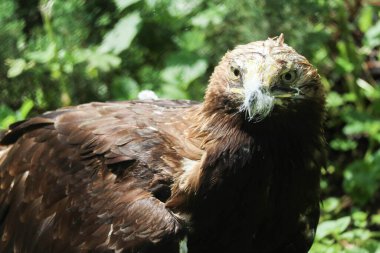 Piercingli ve anlamlı görünümlü kuş şahini ya da şahin.