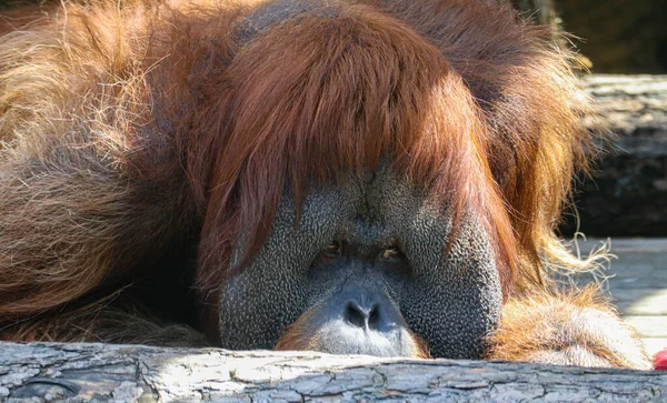 Velký Orangutan Otec Lže Vypadá — Stock fotografie