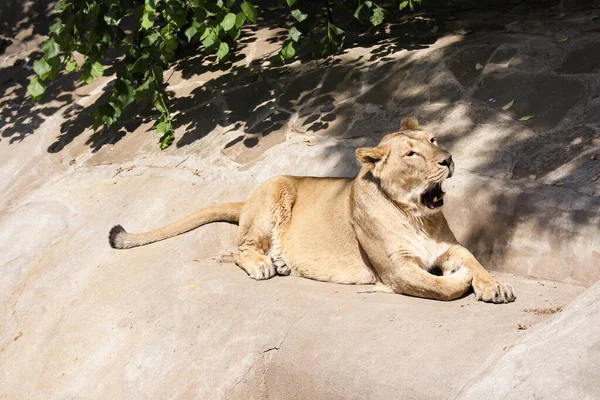 Une Belle Lionne Sauvage Trouve Sur Une Pierre Regarde Autour — Photo