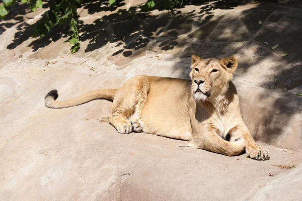 Une Belle Lionne Sauvage Trouve Sur Une Pierre Regarde Autour — Photo