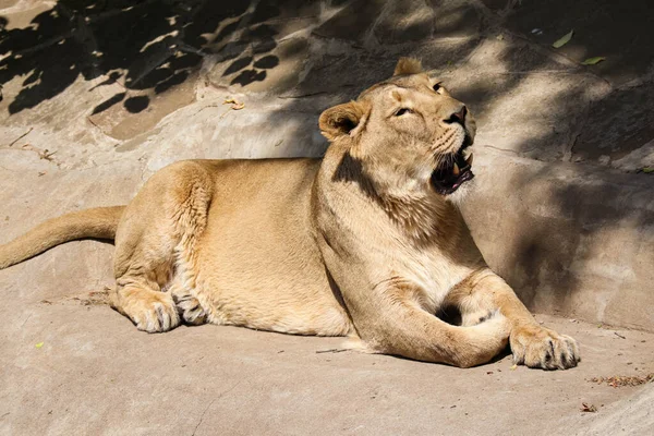 美丽的野生母狮躺在石头上环顾四周 — 图库照片