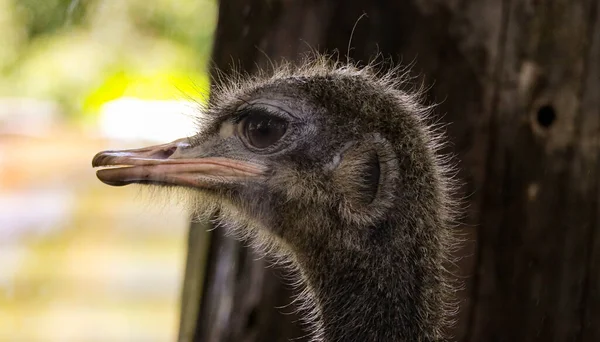 Gros Plan Sur Tête Autruche Fusillade Macro Grands Yeux Expressifs — Photo