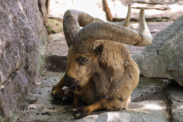 A mountain goat with powerful horns stands on a rock and looks into the distance
