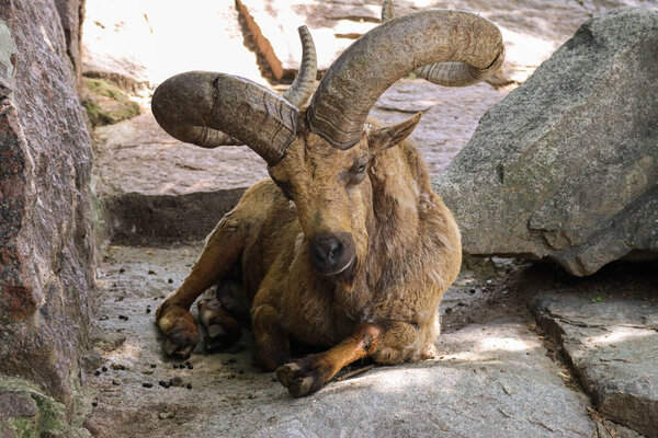 A mountain goat with powerful horns stands on a rock and looks into the distance