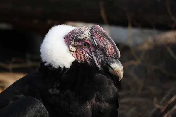 Retrato Condor Andino Vuitur Gryphus — Fotografia de Stock