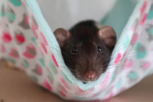 Mavi hamaklı pembe bir sıçan oturuyor. Yakın plan. Komik bir hayvan. Evcil hayvan.