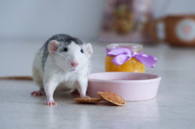 Pembe tabaktan krep yiyen siyah beyaz bir fare. Yakınlarda bir kavanoz sarı bal duruyor. Bir leylak yayı cam bir kaba bağlıdır. Fare iyi beslenmiş ve mutlu..