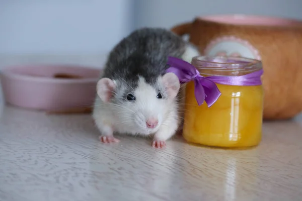 Pembe tabaktan krep yiyen siyah beyaz bir fare. Yakınlarda bir kavanoz sarı bal duruyor. Bir leylak yayı cam bir kaba bağlıdır. Fare iyi beslenmiş ve mutlu..