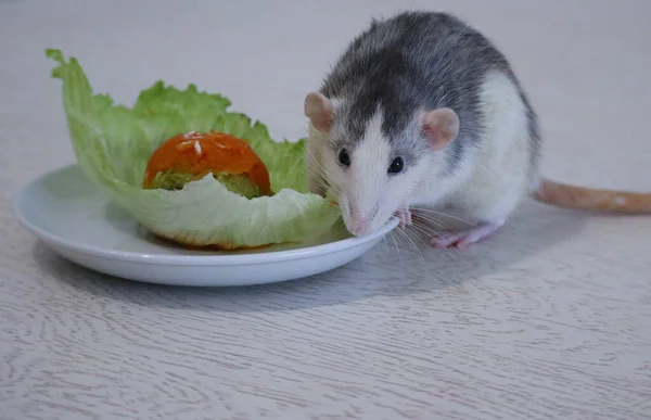 Fekete Fehér Dekoratív Patkány Dumbo Fülekkel Válogatott Zöldségeket Eszik Finom — Stock Fotó