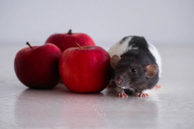 Mutfak masasında siyah-beyaz dekoratif bir fare oturuyor. Masanın üzerinde kırmızı ve olgun elmalar var. Yakın plan. Fare diyette. Kırmızı elmalı fare..