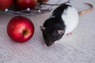 Mutfak masasında siyah-beyaz dekoratif bir fare oturuyor. Masanın üzerinde kırmızı ve olgun elmalar var. Yakın plan. Fare diyette. Kırmızı elmalı fare..