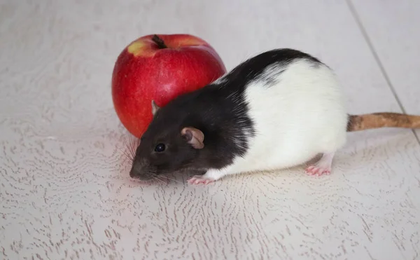 Black White Decorative Rat Sits Kitchen Table Table Red Ripe — Stock Photo, Image