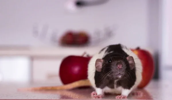 Black White Decorative Rat Sits Kitchen Table Table Red Ripe — Stock Photo, Image