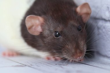 Bir farenin kafasını kapat. Fare suratının makro görüntüsü. Uzun bıyıklı ve pembe burunlu şirin bir yüz. Etkileyici siyah boncuk gözler..