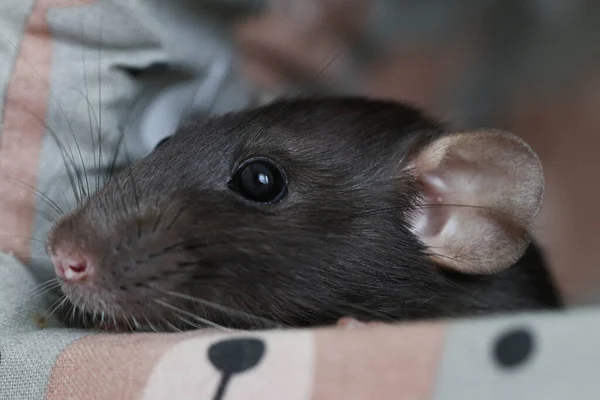 Zbliżenie Szczurzej Głowy Makro Zdjęcie Szczurzej Twarzy Słodka Twarz Długimi — Zdjęcie stockowe