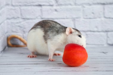 Dekoratif siyah beyaz bir fare taze turuncu şeftali koklar ve yer. Güzel bir yüz, uzun bıyıklı ve pembe burunlu. Etkileyici siyah boncuk gözler. Fare kapat. Meyve diyeti..