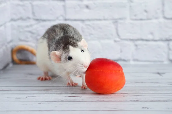 Dekoratif siyah beyaz bir fare taze turuncu şeftali koklar ve yer. Güzel bir yüz, uzun bıyıklı ve pembe burunlu. Etkileyici siyah boncuk gözler. Fare kapat. Meyve diyeti..